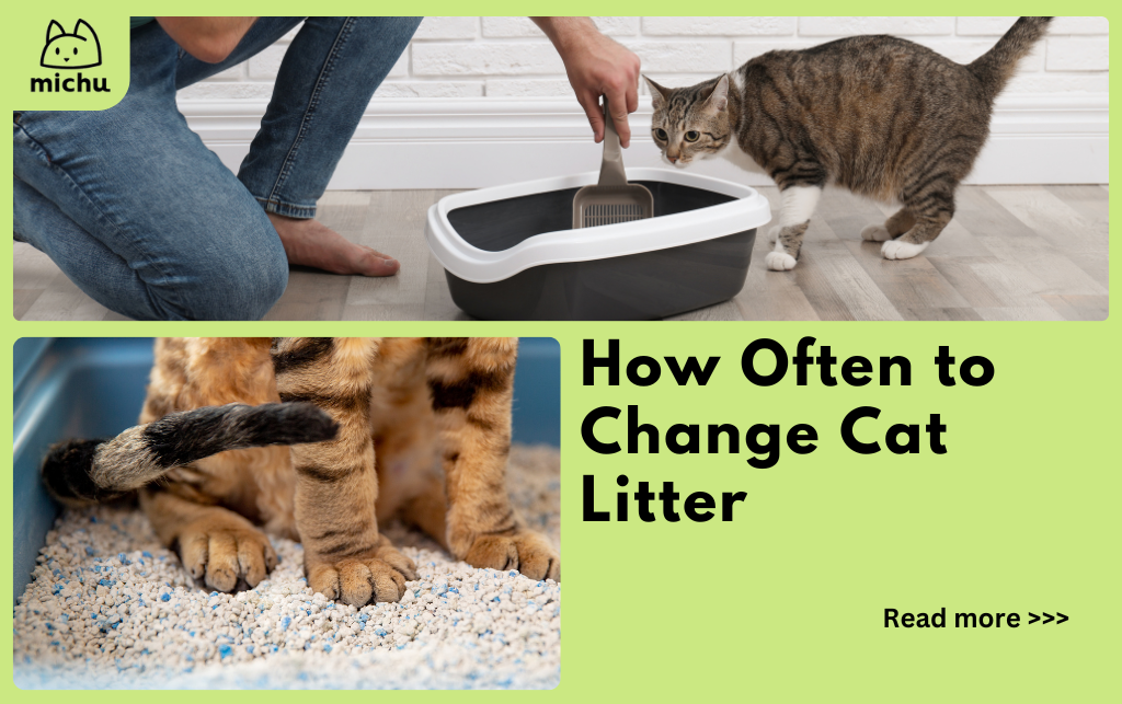 How Often Should You Change Cat Litter Michu Australia