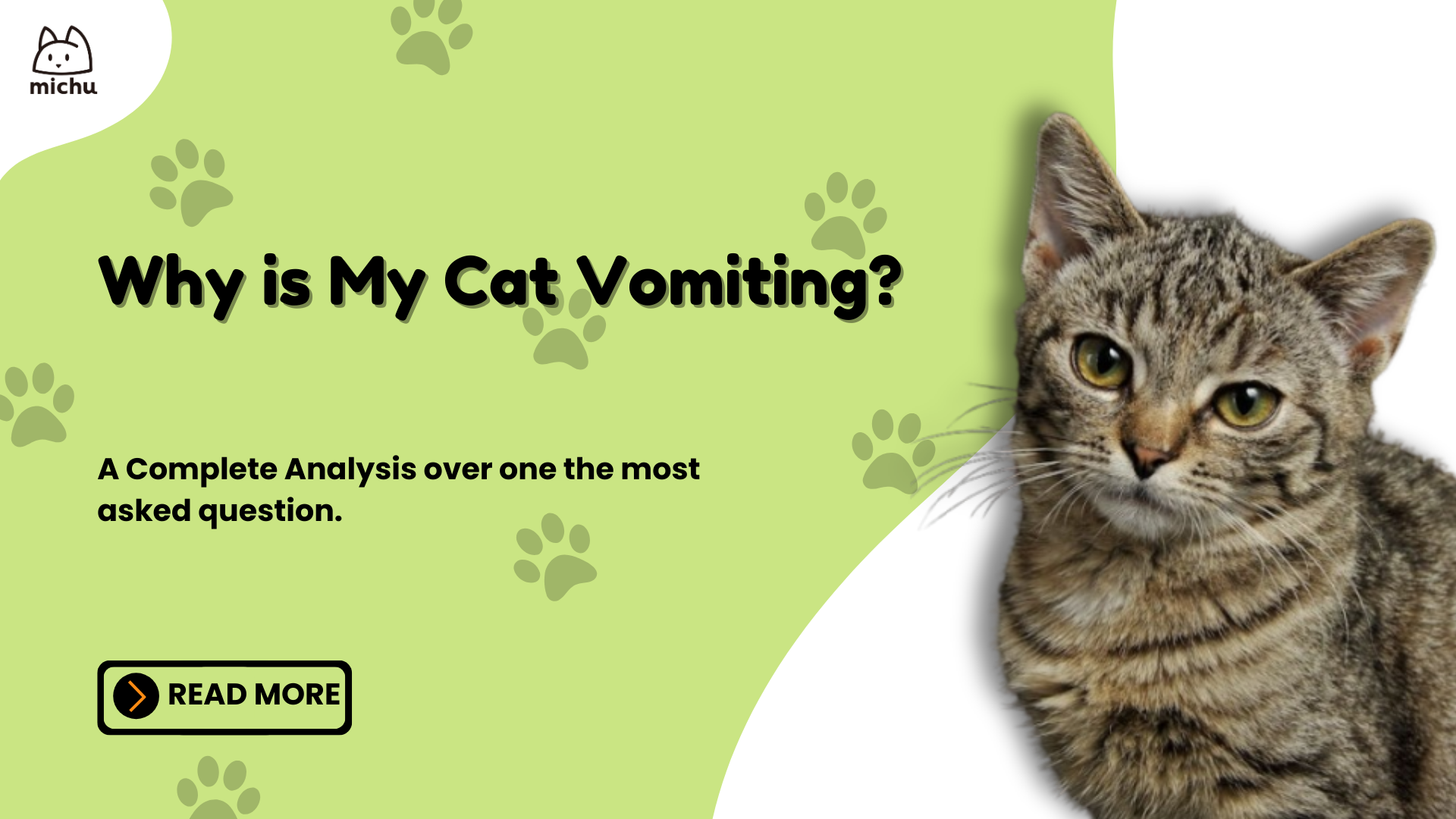 Why Is My Cat Vomiting Causes and Solutions Michu Australia