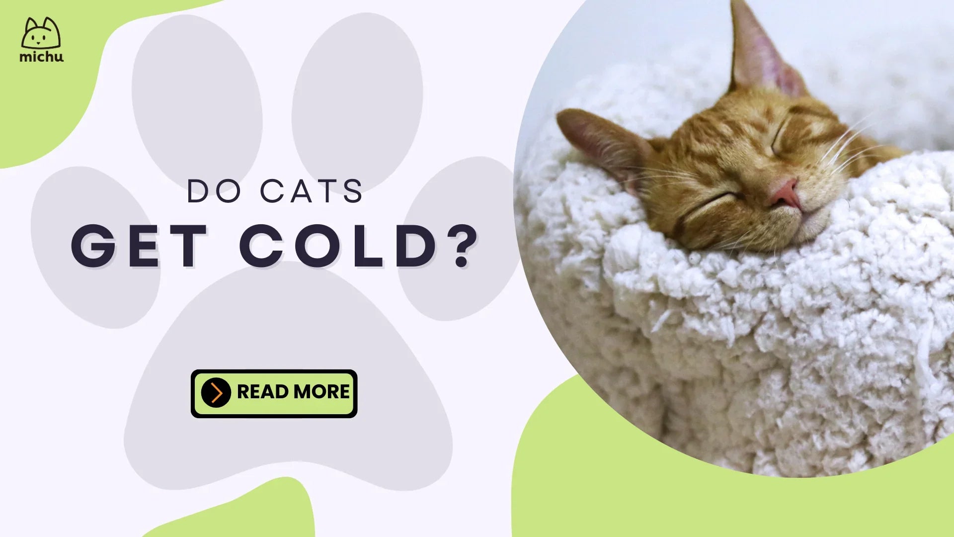 Top can cats get a human cold Deals