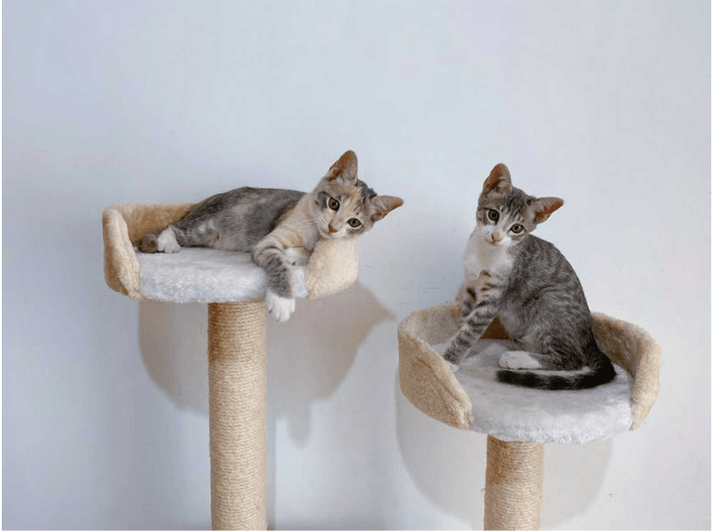 Why a Cat Tree Makes for a Happy Kitty - Michu Australia