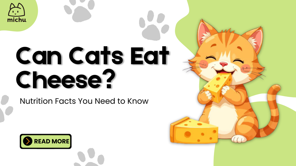 Is Cheese Safe for Cats? A Complete Guide for Pet Owners