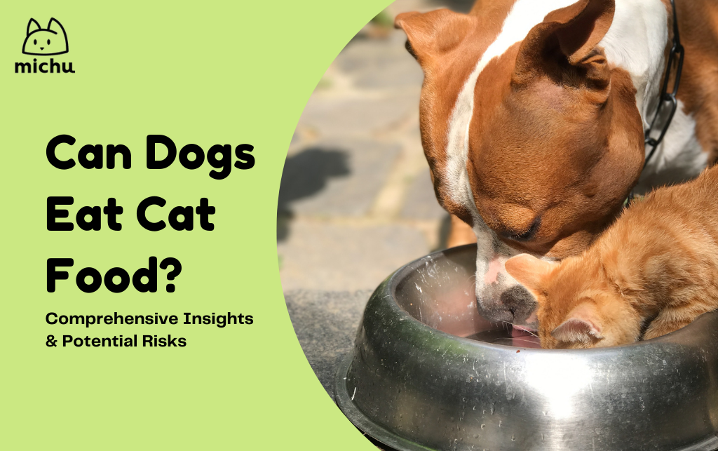 can dogs eat cat food