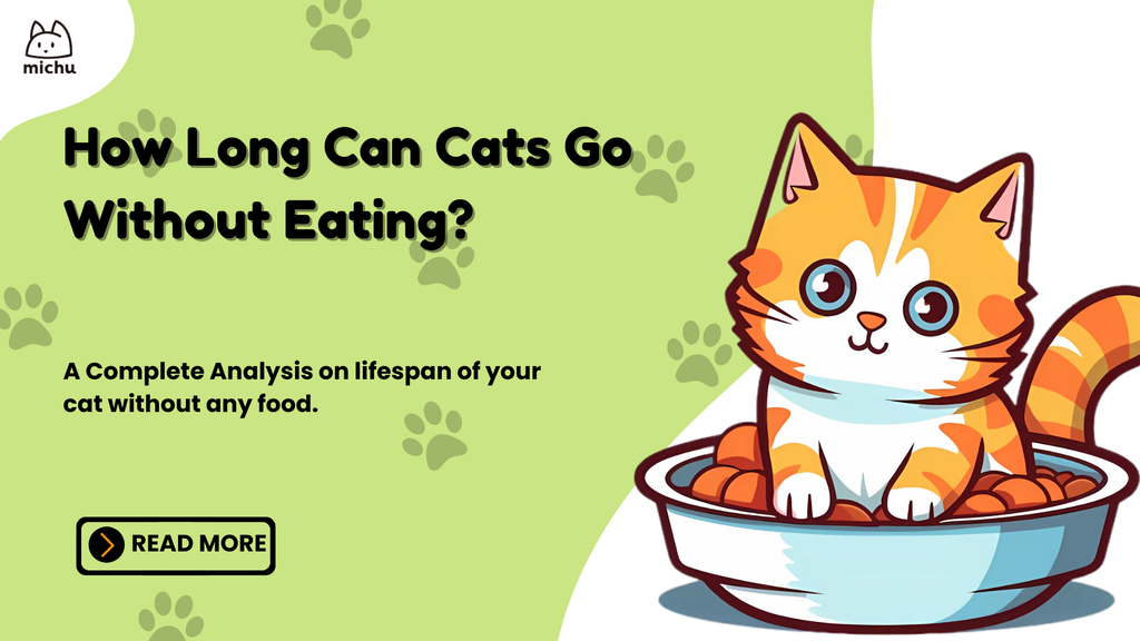 How Long Can Cats Go Without Food Understanding Feline Survival Needs Michu Australia