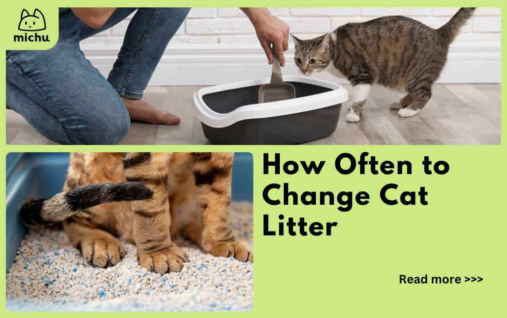 How Often to Change Cat Litter