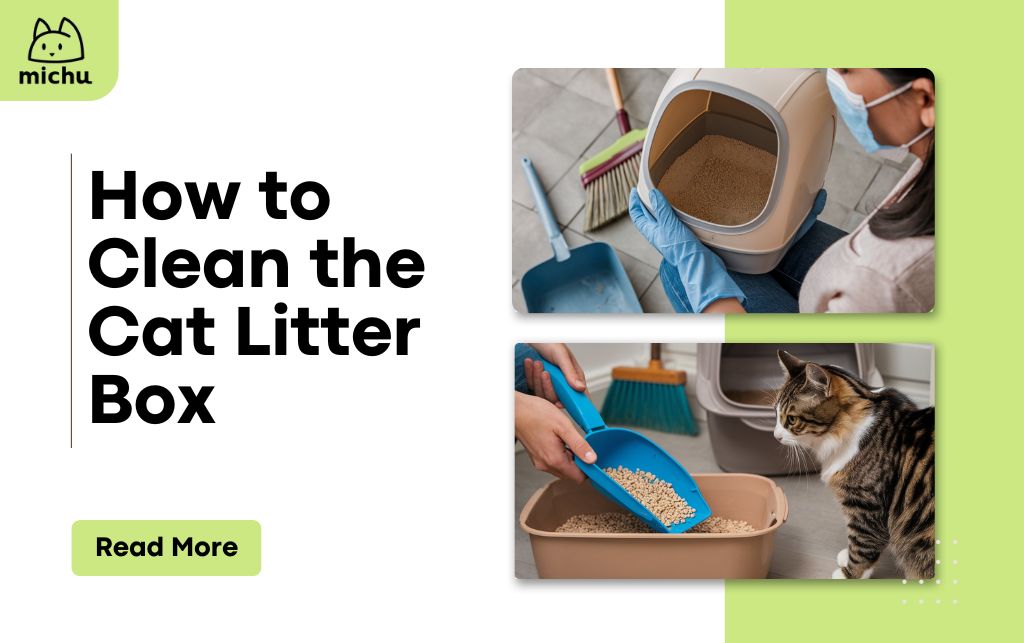 How to clean the cat litter box