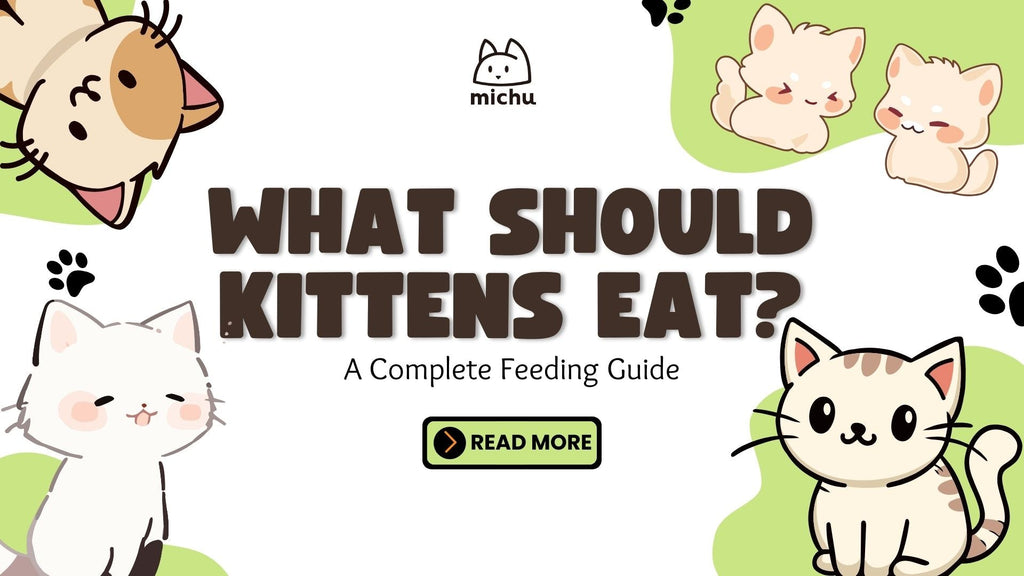 What Should Kittens Eat? A Complete Feeding Guide