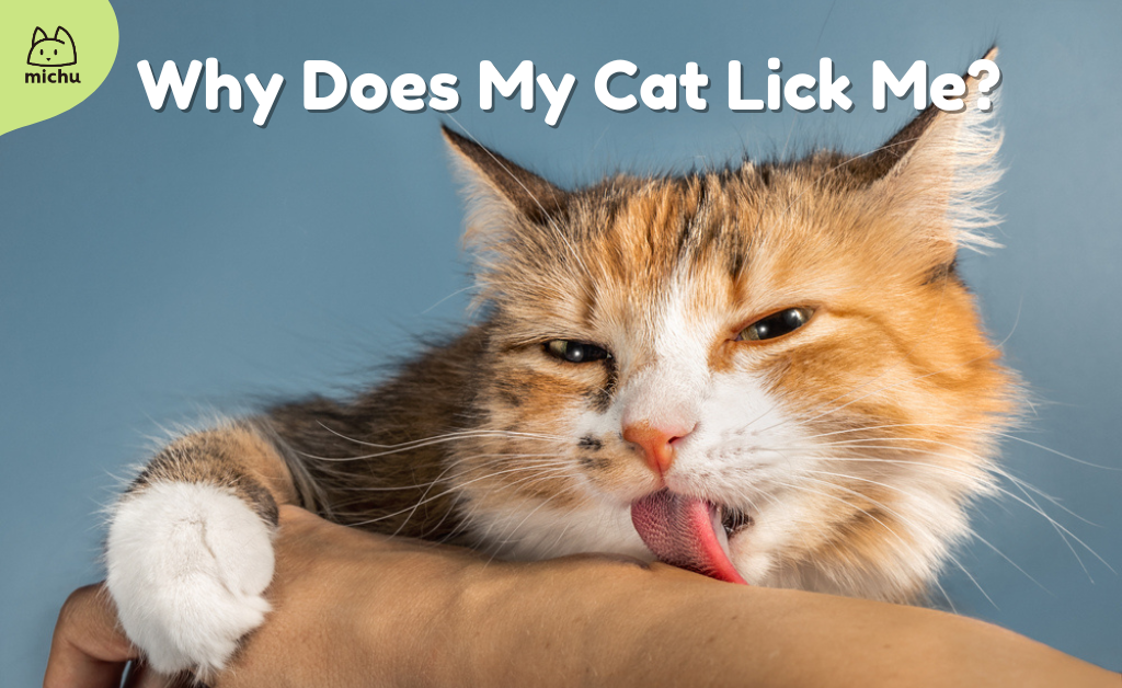 why does my cat lick me