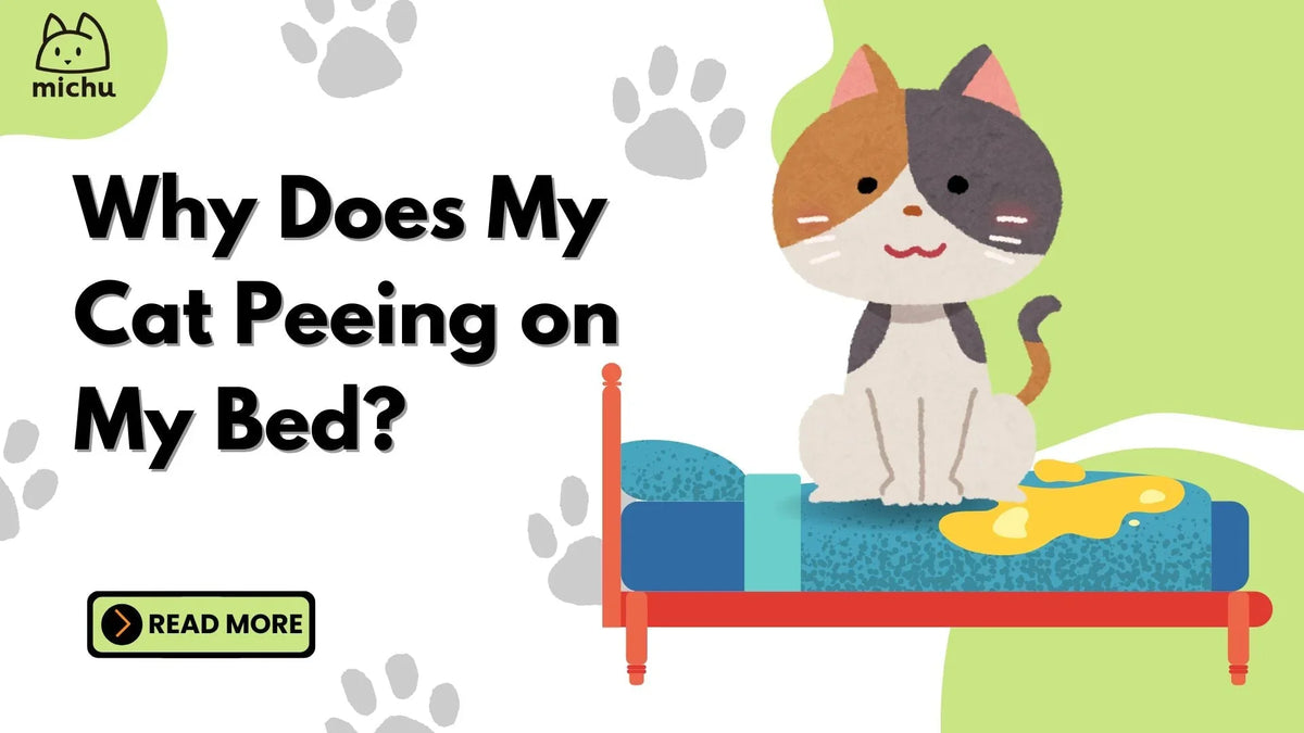 Why Is My Cat Urinating on My Bed? Reasons and Prevention – Michu Australia