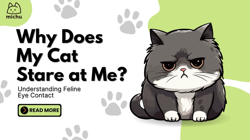 Why Does My Cat Stare at Me? Understanding Feline Eye Contact