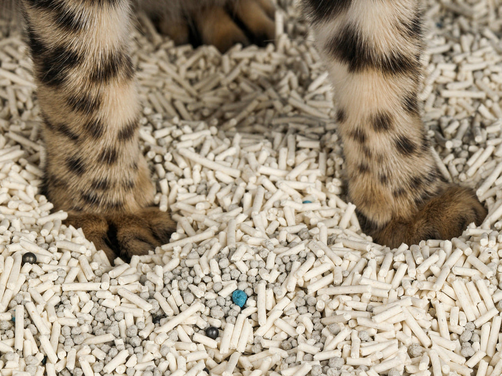 Are you confused about the different types of cat litter? - Michu Australia