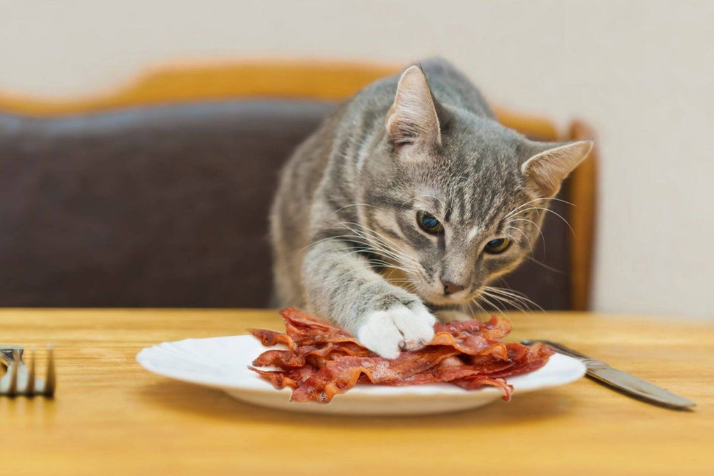 can cats eat bacon