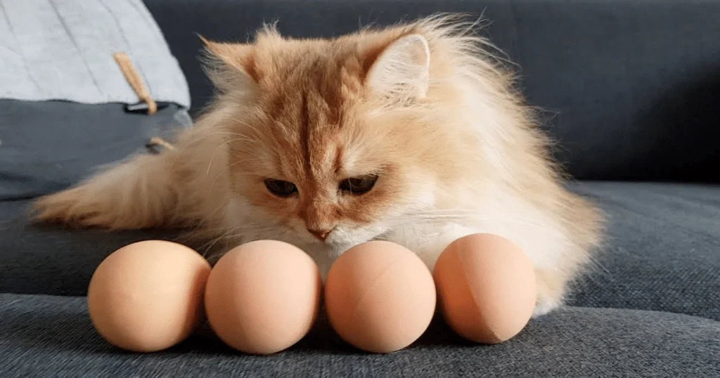 can cats eat eggs