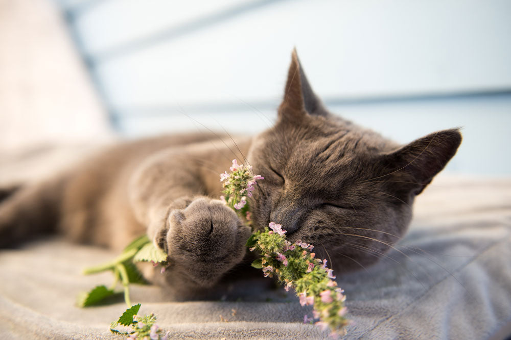 what is catnip and what is does to the cats