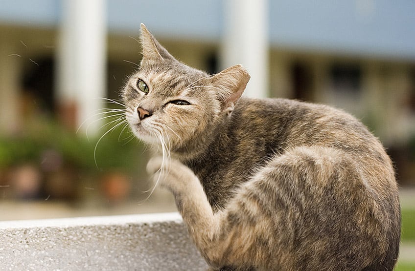 How to Get Rid of Fleas on Cats: A Complete Guide