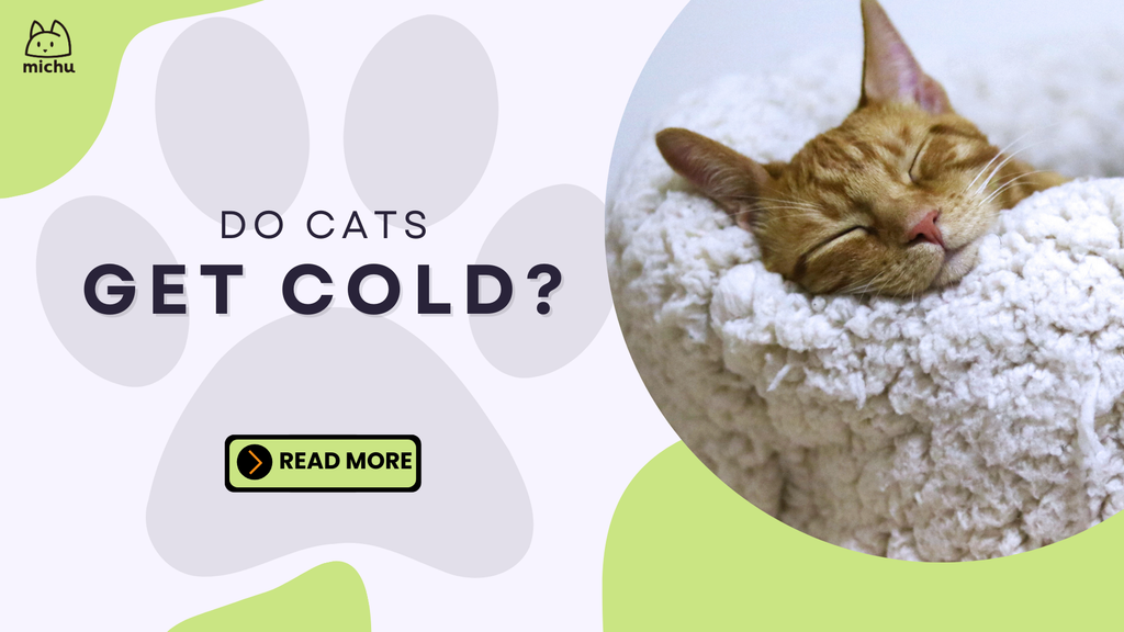 Do cats get cold