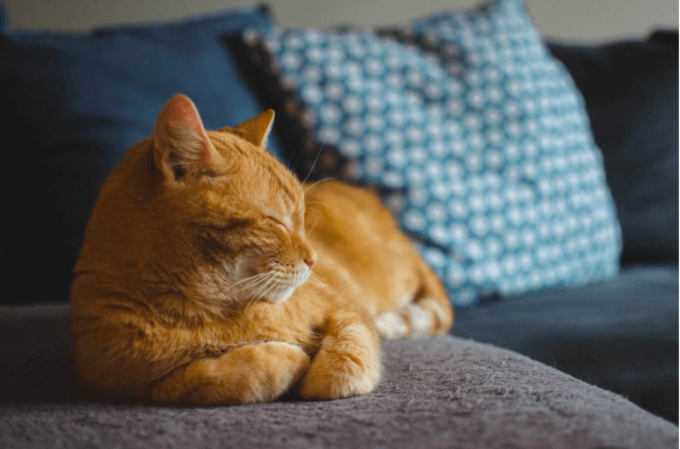 How Cat Grooming Can Benefit the Health of Your Cat - Michu Australia