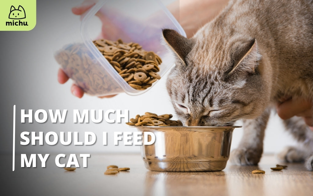 How much should I feed my cat?