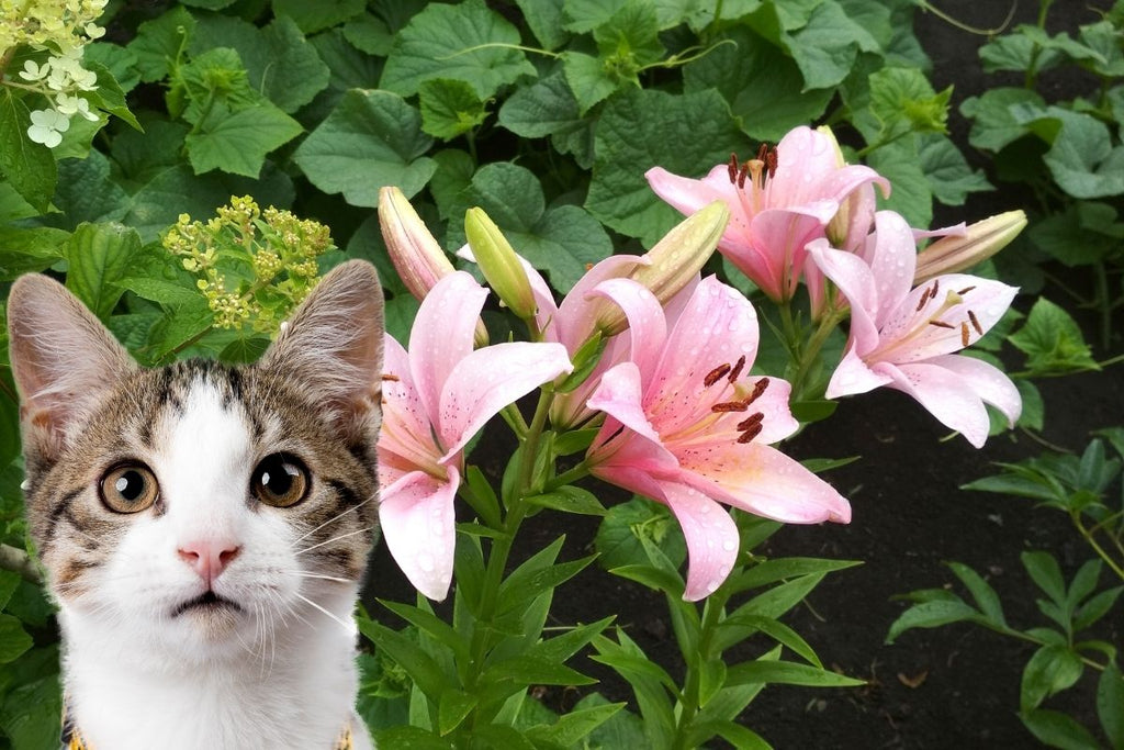 Are lilies toxic to cats