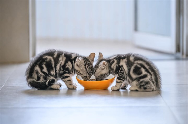 What Should Kittens Eat? A Complete Feeding Guide