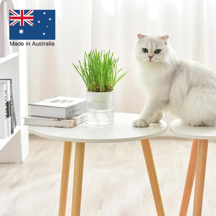 Why Do Cats Have Hairballs and How Can We Help Them? - Michu Australia