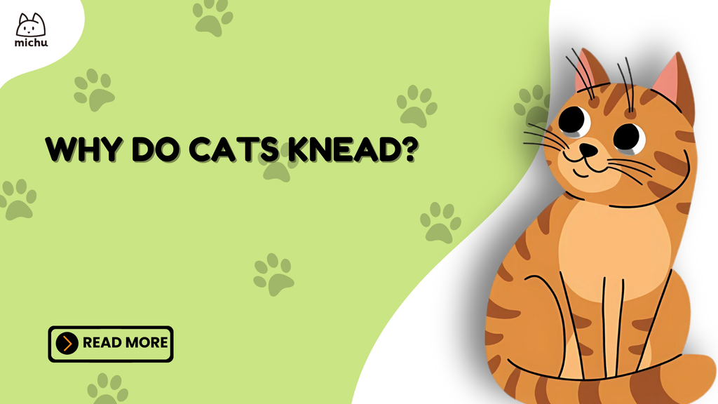 Why Do Cats Knead? Understanding the Biscuit-Making Motion