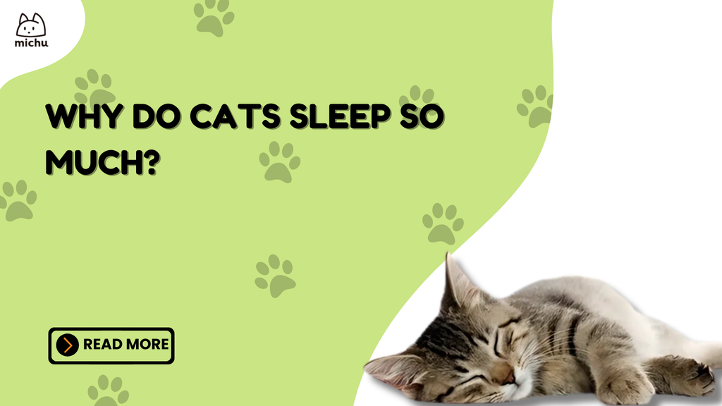 why do cats sleep so much?