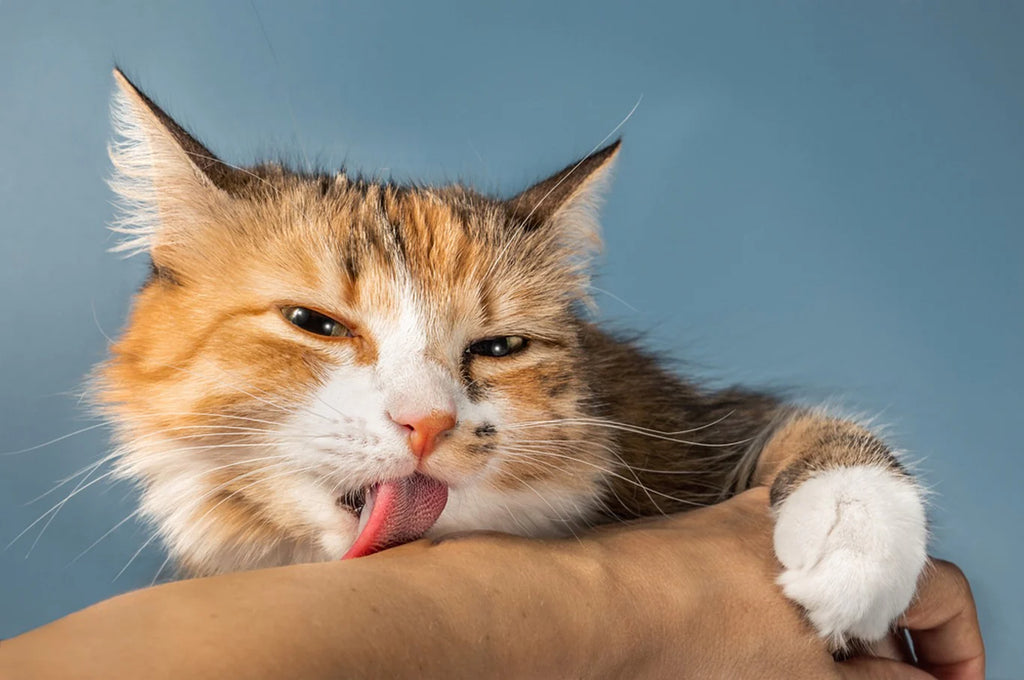 Why Does My Cat Lick Me? Understanding Feline Affection