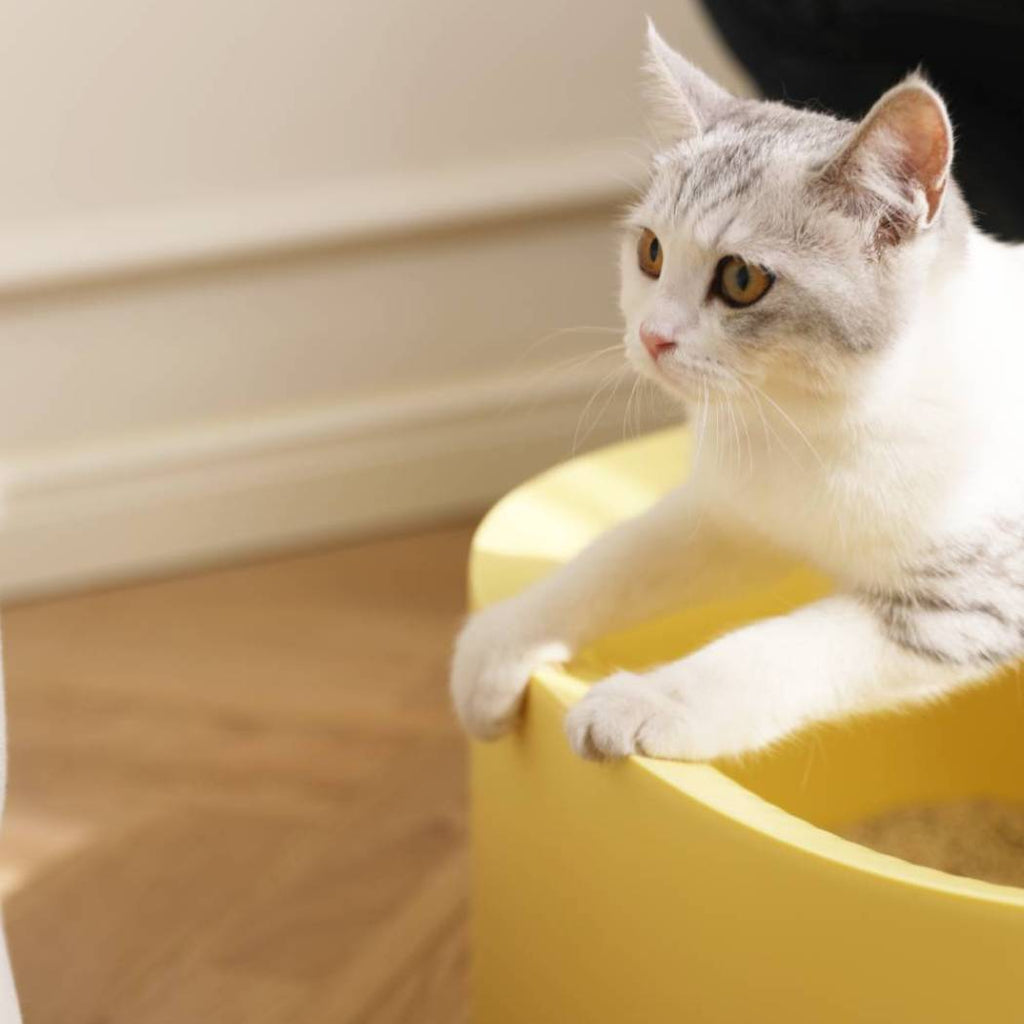 Michu Macaron High Edge Open Style Extra Large Cat Litter Box
