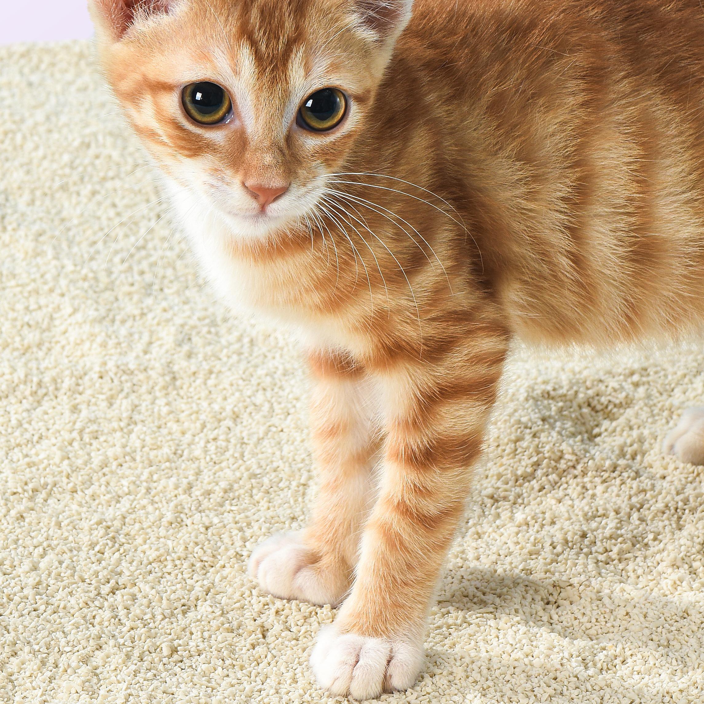 Tofu Cat Litter for Kittens – Low Dust 6L | MICHU – Michu Australia