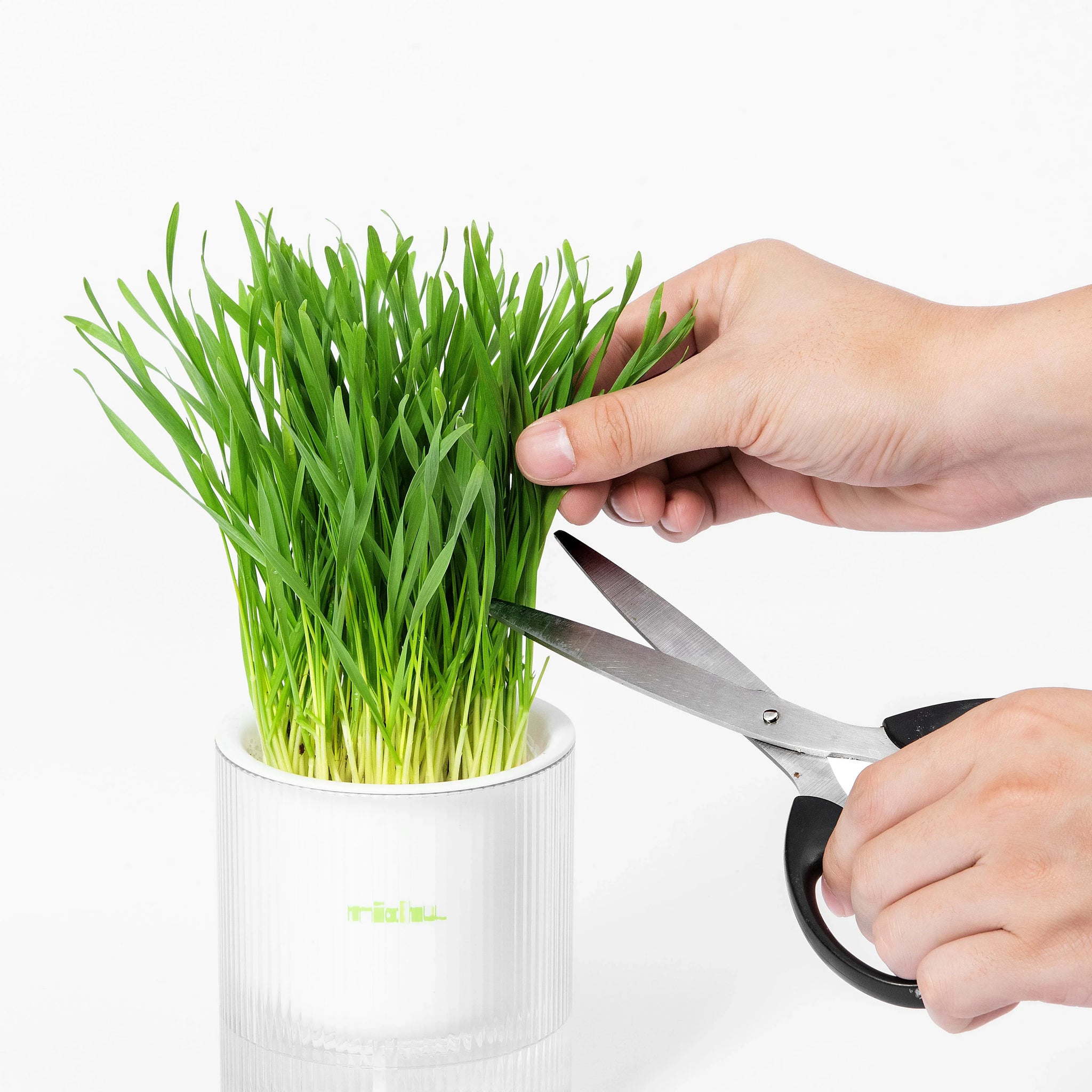 MICHU Soil-Free Cat Grass Grow Kit Australian Made – Michu Australia