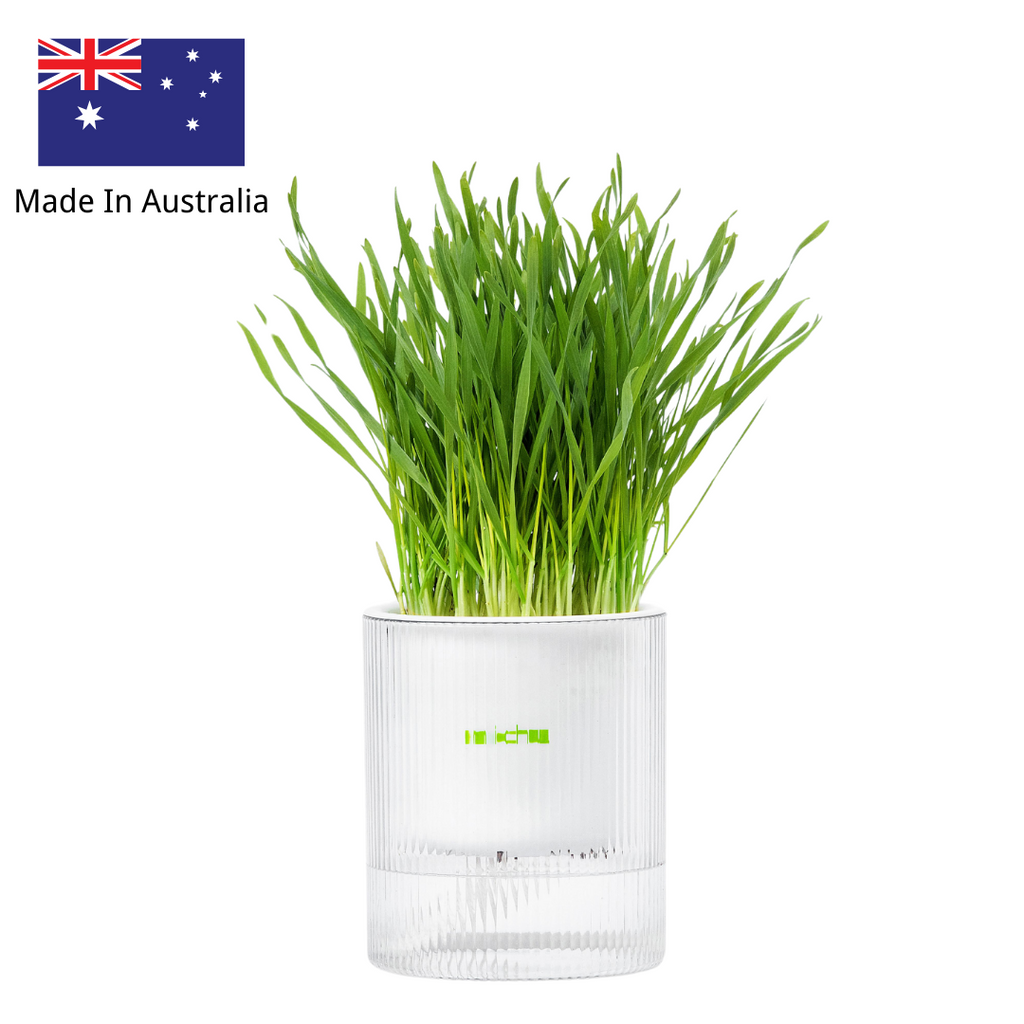 MICHU All-in-One Soil-Free Cat Grass Grow Kit with Australian Seed and Mulch, Made in Australia - Michu Australia