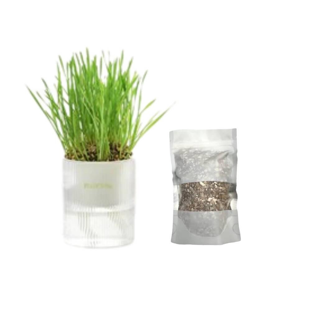 MICHU All-in-One Soil-Free Cat Grass Grow Kit with Australian Seed and Mulch, Made in Australia - Michu Australia